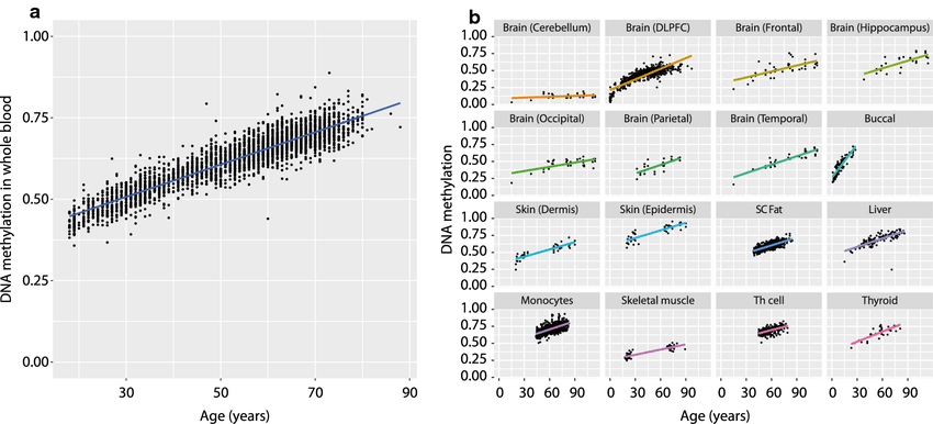 Age-related change in DNA methylation in ELOVL2. a DNA methylation (y axis) against age (x axis) in blood for the ELOVL2 CpG (cg16867657). b DNA methylation (y axis) against age (x axis) in other tissues for the ELOVL2 CpG (cg16867657)